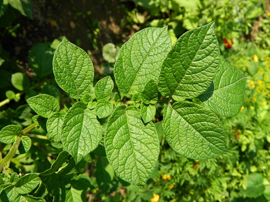 Изображение особи Solanum tuberosum.