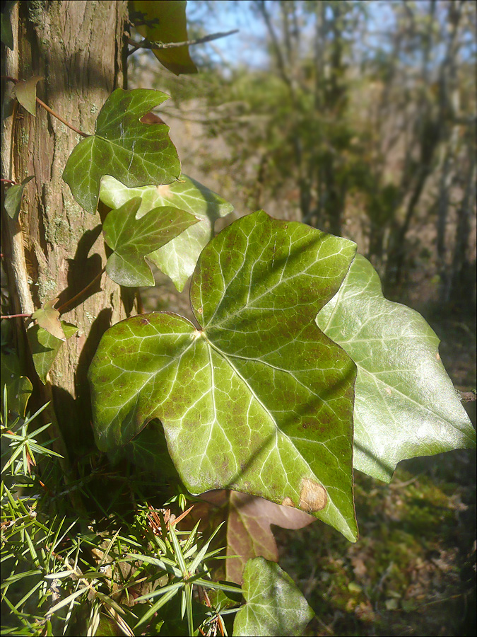 Изображение особи Hedera helix.