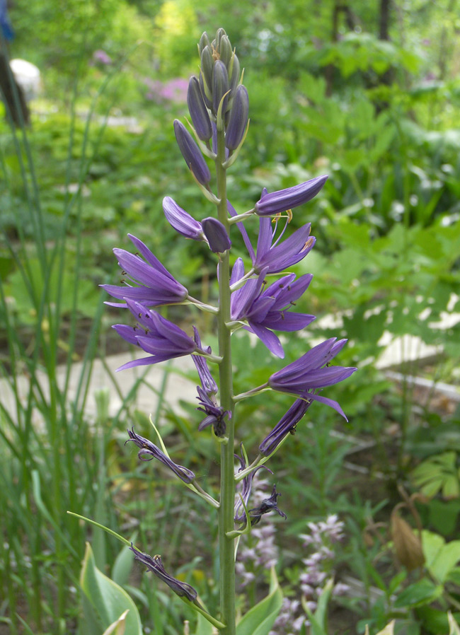 Image of Camassia cusickii specimen.