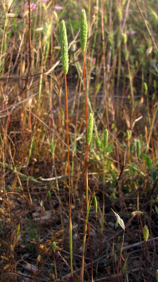 Image of Phleum subulatum specimen.