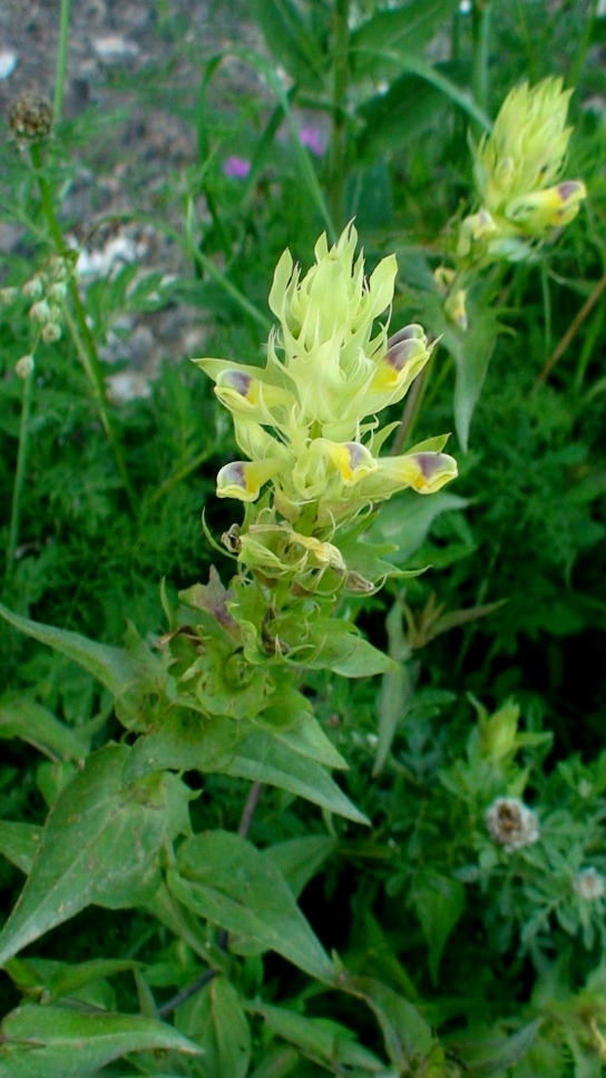 Image of Melampyrum argyrocomum specimen.