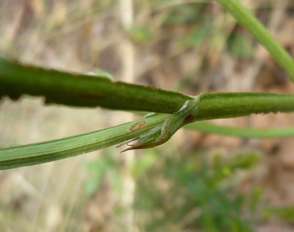 Image of Goniolimon speciosum specimen.