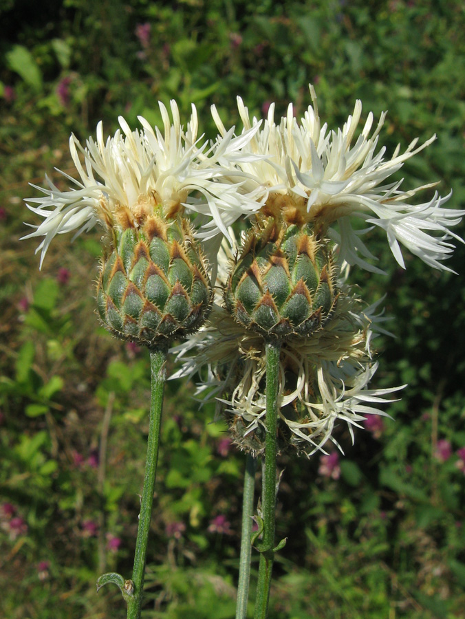 Image of Centaurea rigidifolia specimen.