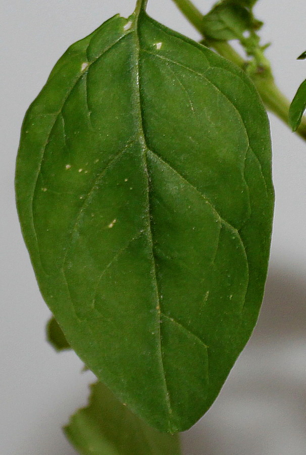 Image of Lipandra polysperma specimen.