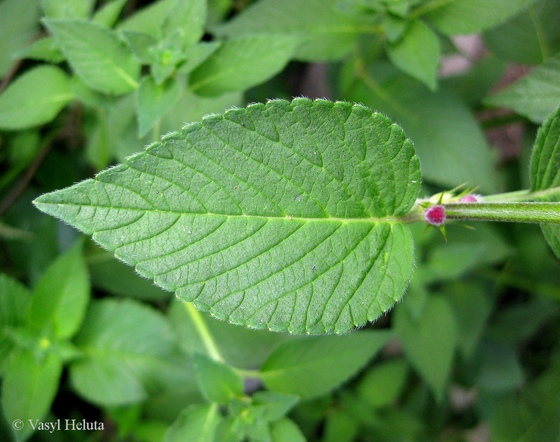 Image of Galeopsis pubescens specimen.