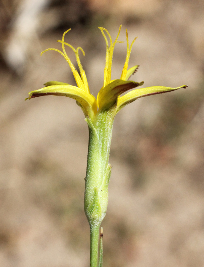 Изображение особи Scorzonera turkestanica.