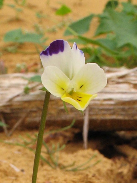 Image of Viola &times; contempta specimen.