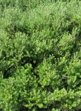 Westringia fruticosa. Заросли цветущих растений. Испания, Каталония, г. Барселона, гора Монжуик. 23.06.2012.