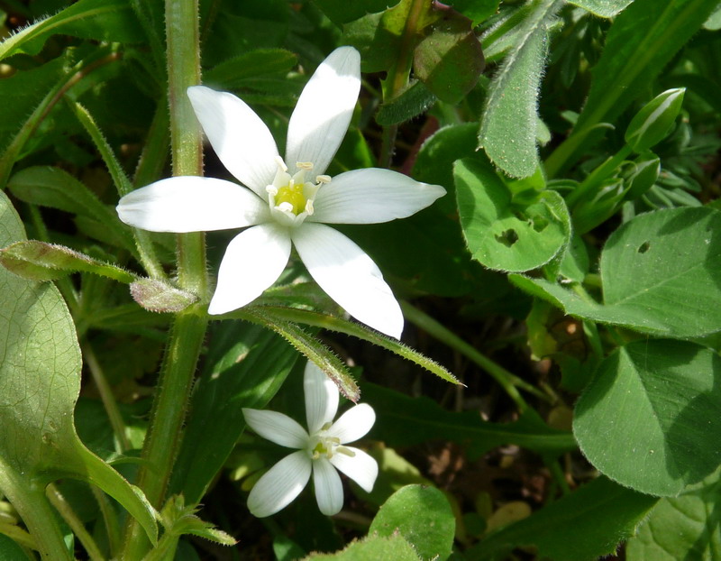 Image of genus Ornithogalum specimen.