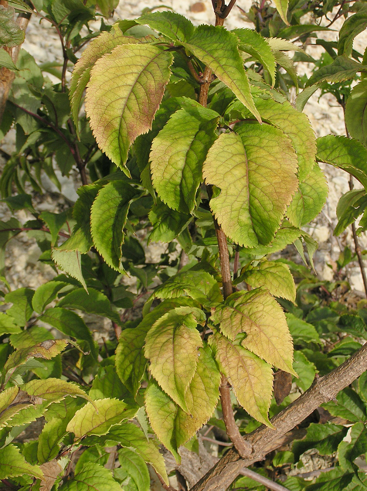 Image of Sambucus racemosa specimen.