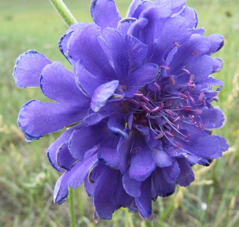 Image of Scabiosa comosa specimen.