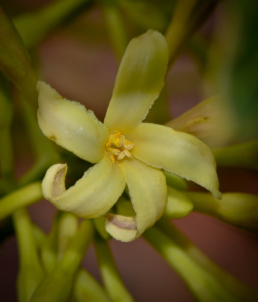 Image of Carica papaya specimen.