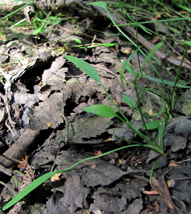 Image of Ranunculus flammula specimen.