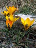 Crocus angustifolius. Цветущие растения. Крым, Севастополь, окр. Балаклавы. 7 марта 2011 г.