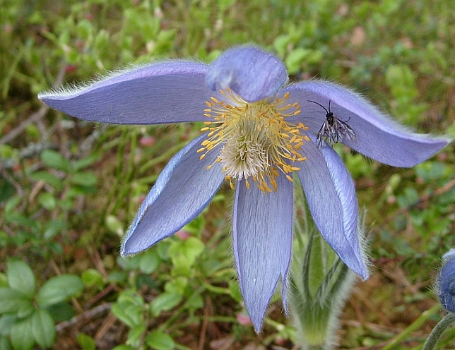 Image of Pulsatilla patens specimen.