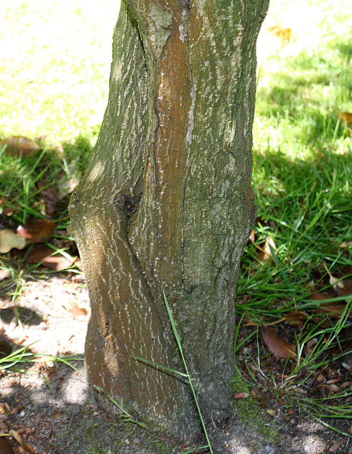 Image of Trochodendron aralioides specimen.