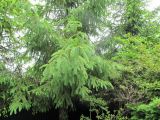 род Picea