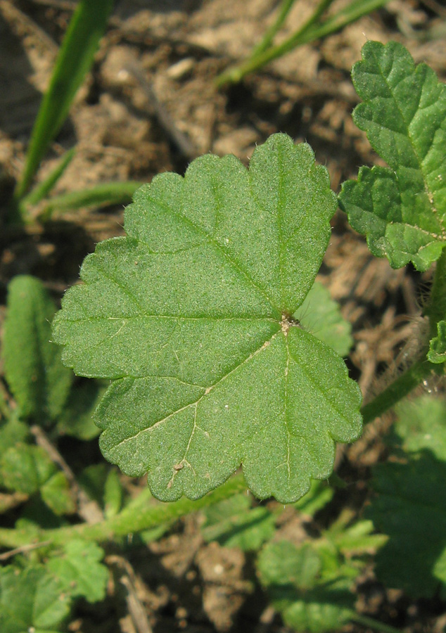 Image of Malva setigera specimen.