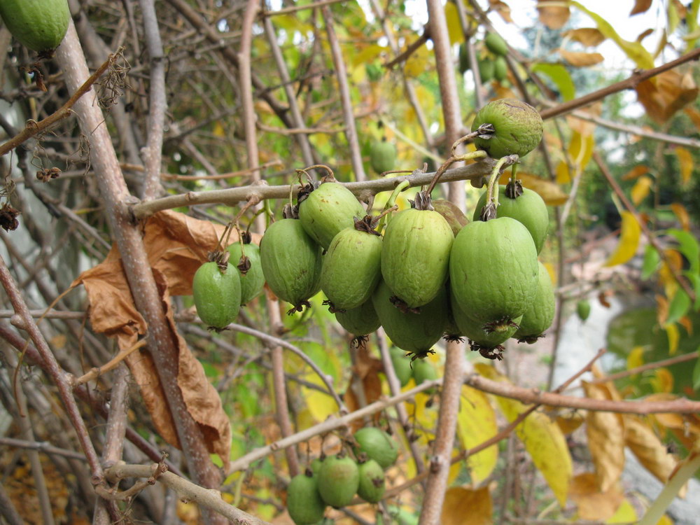 Image of Actinidia arguta specimen.