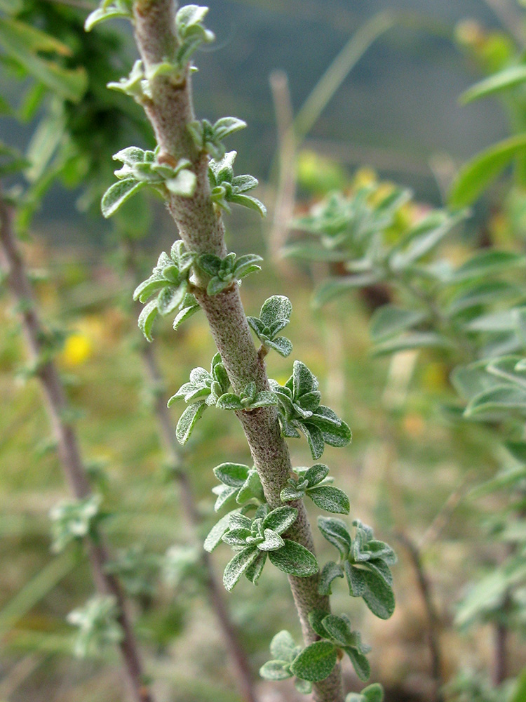 Image of Odontarrhena muralis specimen.