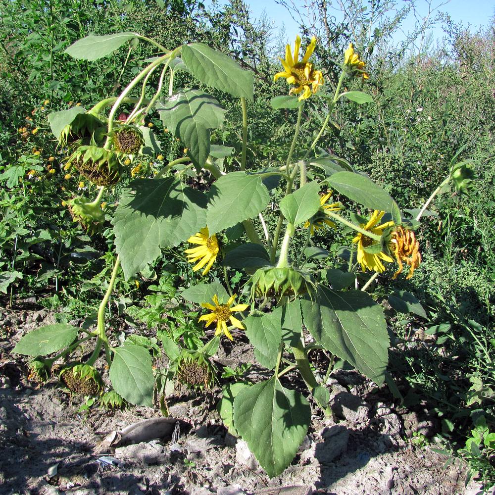 Image of Helianthus annuus specimen.