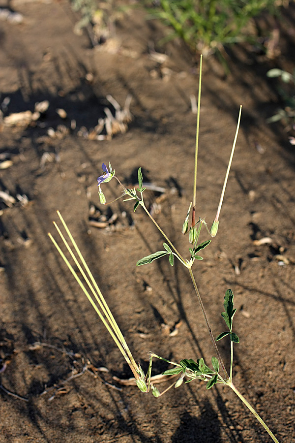 Image of Erodium oxyrhynchum specimen.