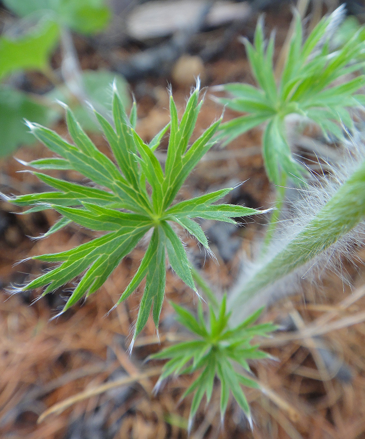 Изображение особи Pulsatilla multifida.