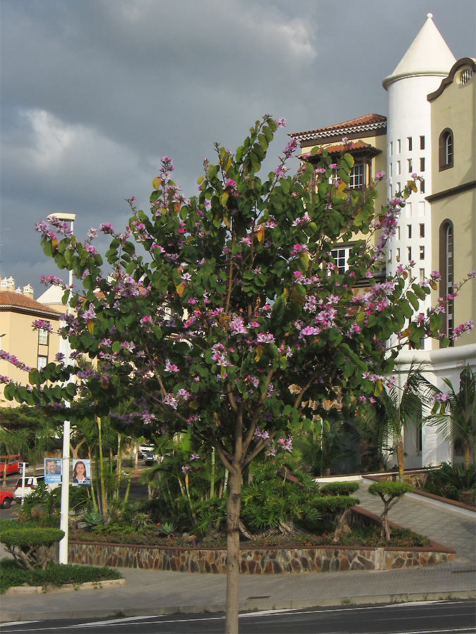 Image of Bauhinia variegata specimen.