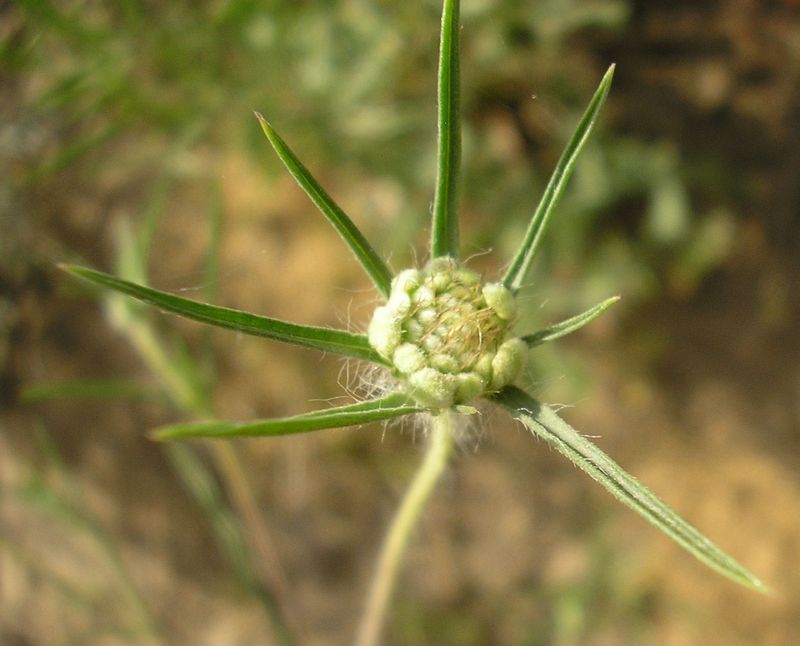 Image of Lomelosia argentea specimen.