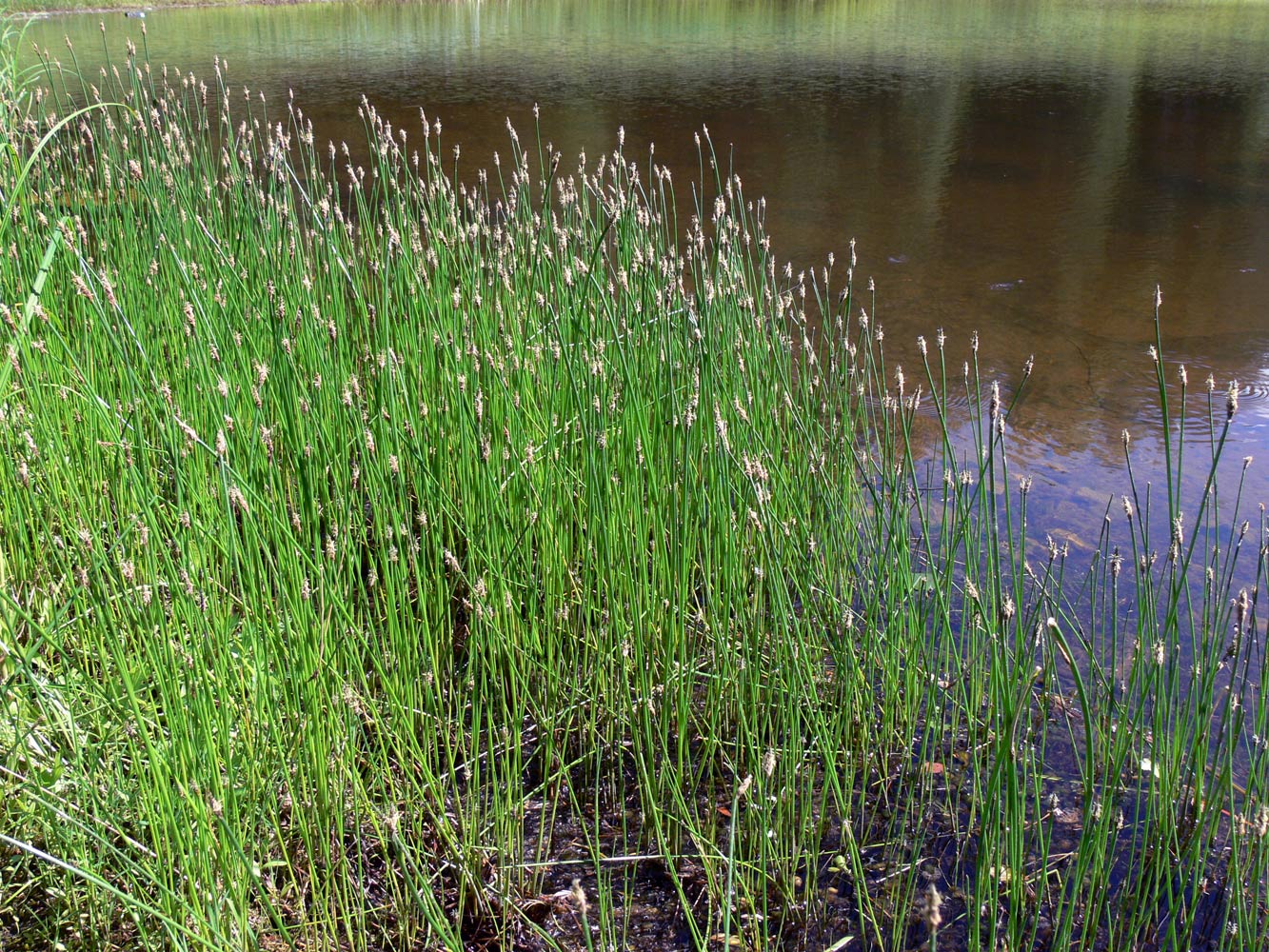 Image of Eleocharis palustris specimen.