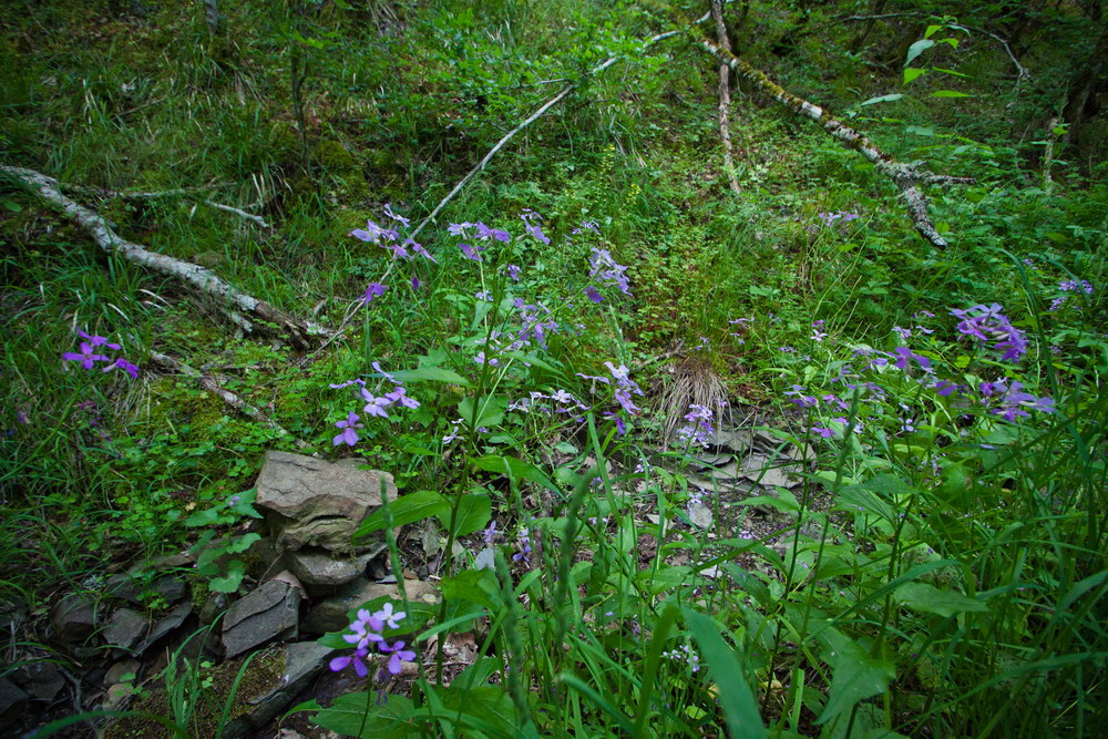 Image of Hesperis matronalis var. glabra specimen.