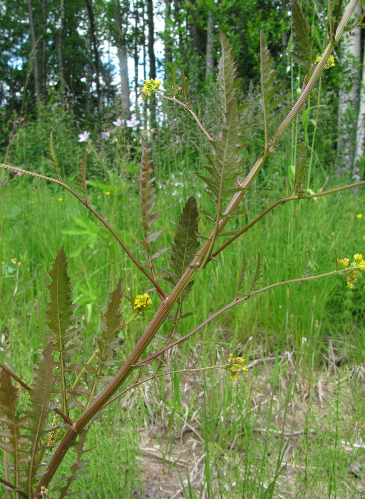 Изображение особи Rorippa palustris.