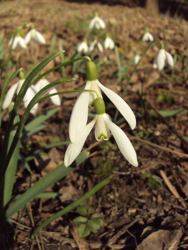 Image of Galanthus nivalis specimen.