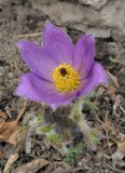 Pulsatilla vulgaris. Цветущее растение. Владивосток, Ботанический сад-институт ДВО РАН. 5 апреля 2014 г.