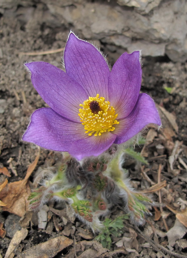 Изображение особи Pulsatilla vulgaris.