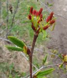 Duschekia fruticosa