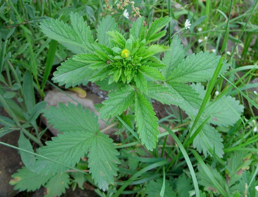 Изображение особи Potentilla norvegica.