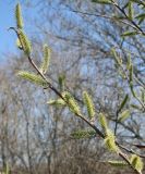 genus Salix. Побег с женскими соцветиями. Восточный Казахстан, Уланский р-н, окр. с. Украинка. 22.04.2013.