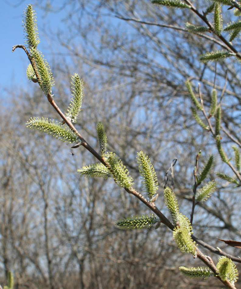 Image of genus Salix specimen.