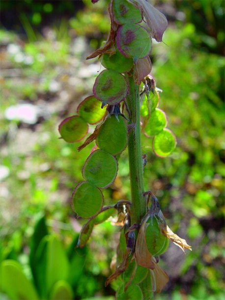 Изображение особи Hedysarum caucasicum.