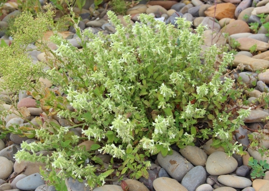 Image of Stachys pubescens specimen.