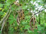 Laburnum anagyroides. Часть ветви с прошлогодними плодами. Ставропольский край, г. Кисловодск, Долина роз, парк, в посадках. 19.05.2014.