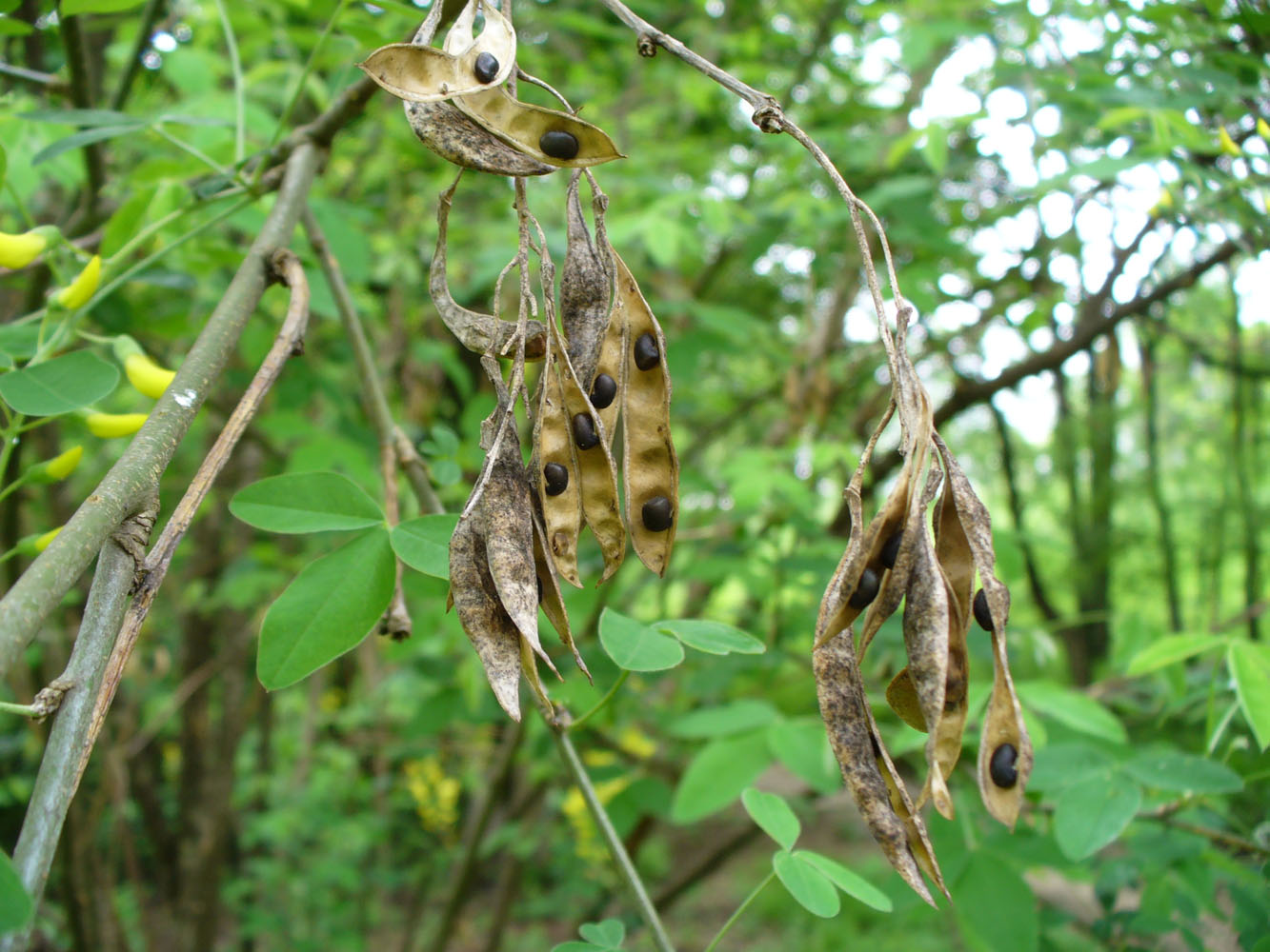 Image of Laburnum anagyroides specimen.