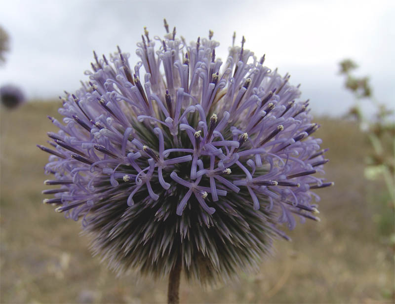 Image of Echinops orientalis specimen.