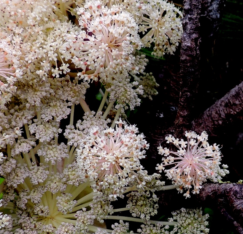 Image of Angelica ursina specimen.