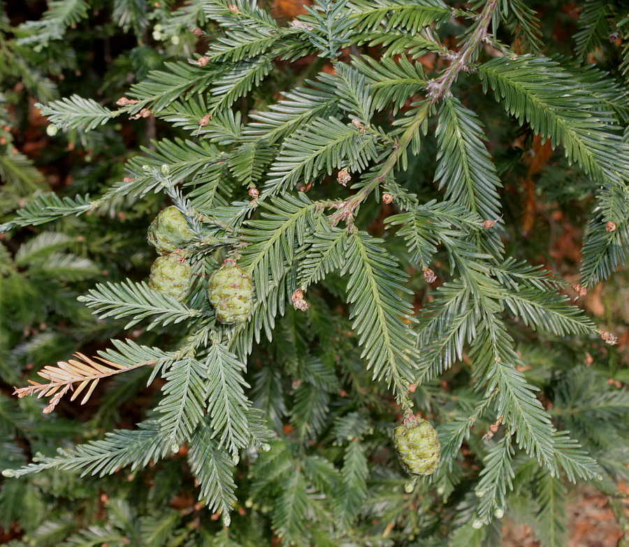 Image of Sequoia sempervirens specimen.