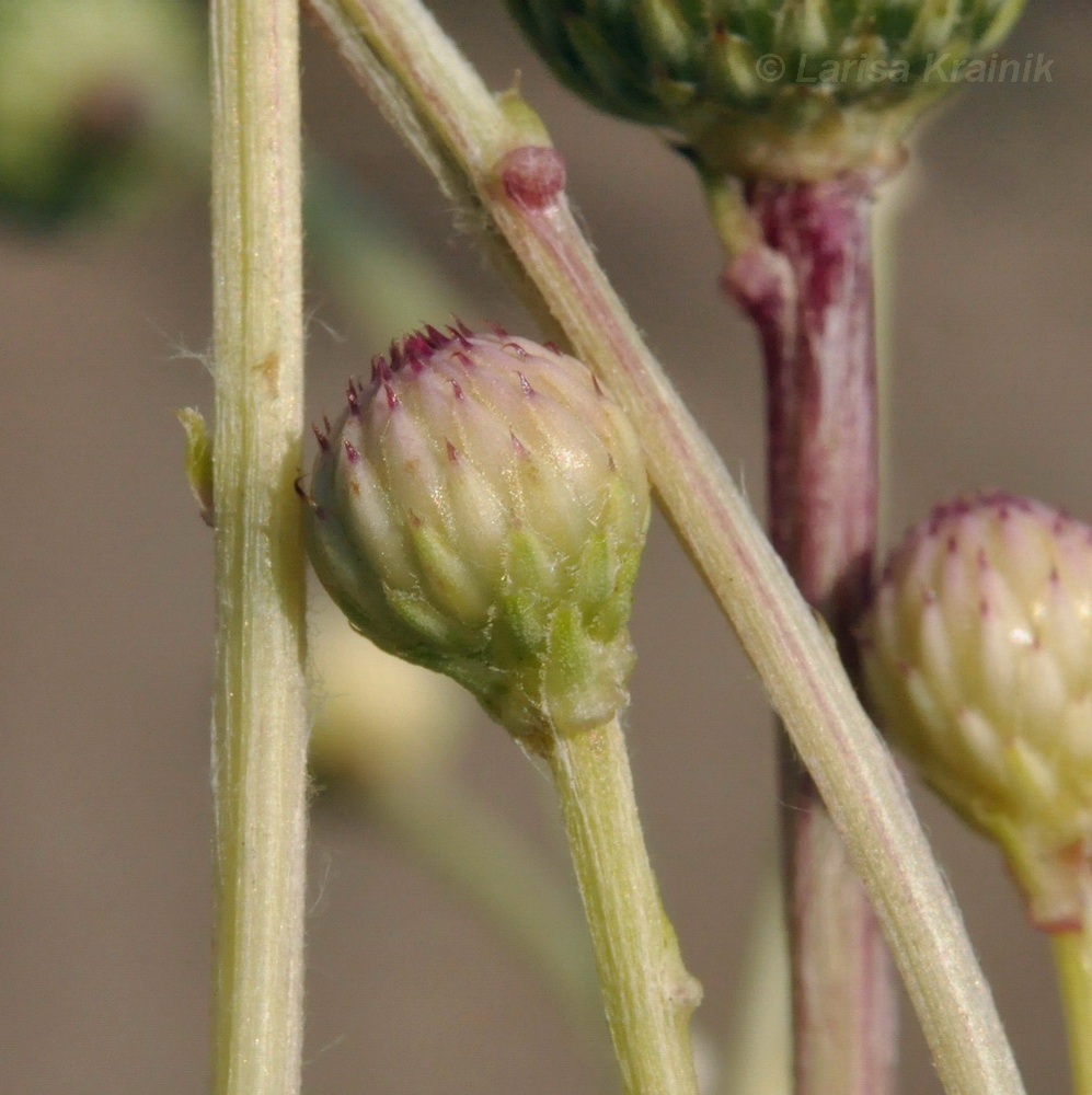 Изображение особи Cirsium setosum.