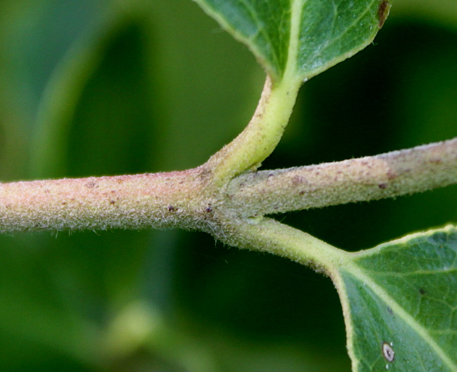 Image of Garrya elliptica specimen.