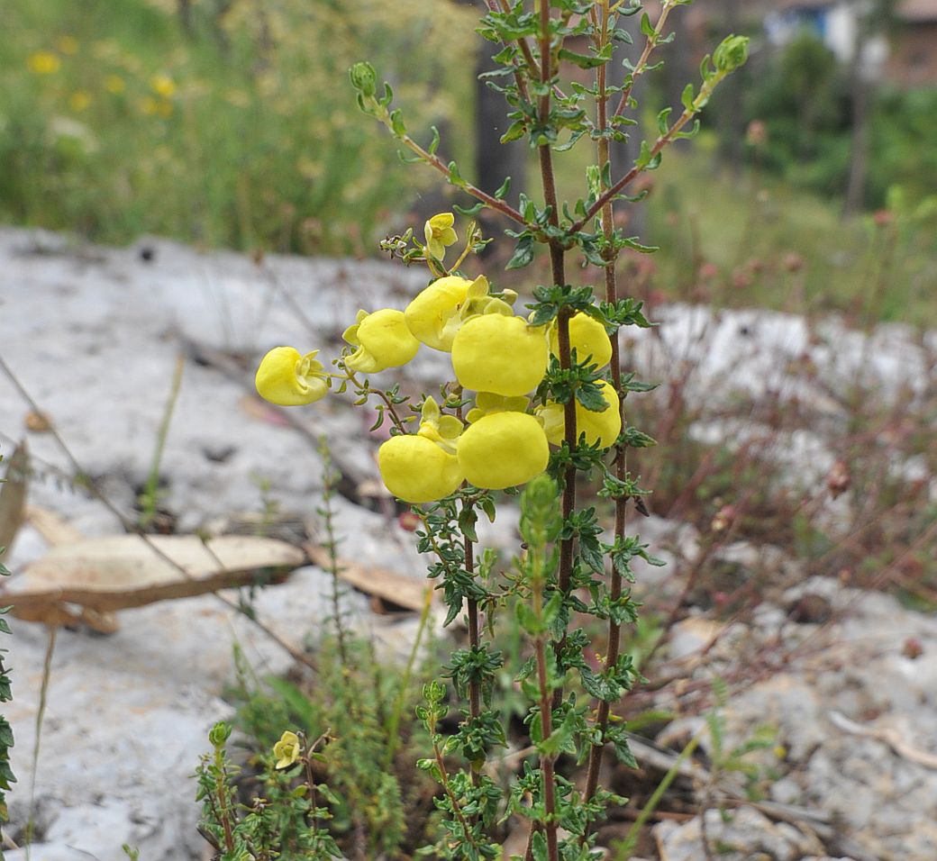 Image of Calceolaria myriophylla specimen.