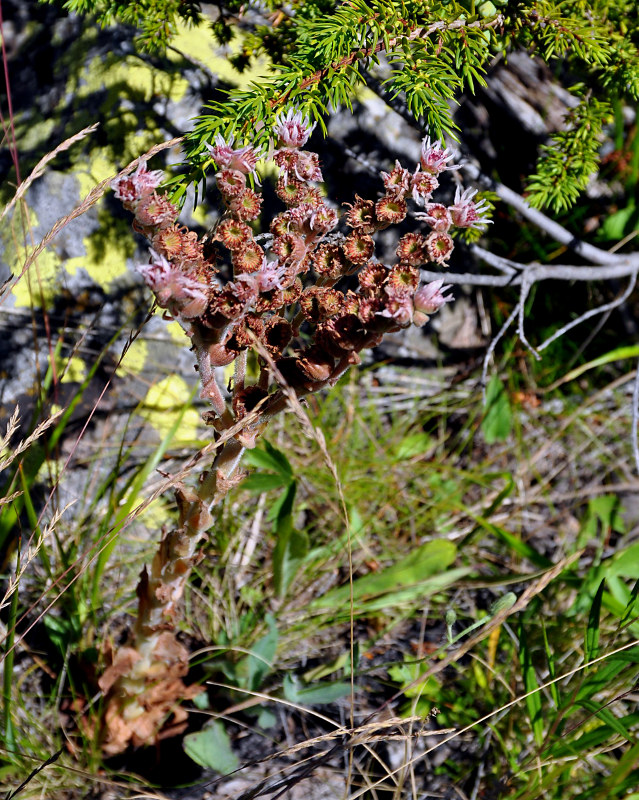 Image of Sempervivum caucasicum specimen.